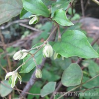 Clematis zeylanica (L.) Poir.